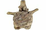 Hadrosaur (Edmontosaurus) Anterior Caudal Vertebra - Wyoming #232745-2